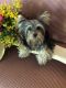Yorkshire Terrier Puppies for sale in Thorsby, AL 35171, USA. price: NA