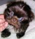 Yorkshire Terrier Puppies for sale in Fischer, TX 78623, USA. price: NA