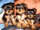 Yorkshire Terrier Puppies for sale in Anchorage, AK 99501, USA. price: $400