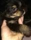 Yorkshire Terrier Puppies for sale in Titusville, PA 16354, USA. price: $500