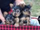 Yorkshire Terrier Puppies for sale in Newtown, PA 18940, USA. price: NA