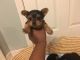 Yorkshire Terrier Puppies for sale in Memphis, TN, USA. price: NA