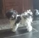 Yorkshire Terrier Puppies for sale in Titusville, PA 16354, USA. price: $650