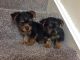 Yorkshire Terrier Puppies for sale in Salt Lake City, UT, USA. price: $300