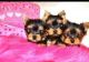 Yorkshire Terrier Puppies for sale in Anchorage, AK 99501, USA. price: $400