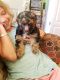 Yorkshire Terrier Puppies for sale in Paris, TN 38242, USA. price: $1,500