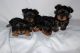 Yorkshire Terrier Puppies for sale in Cambridge St, Cambridge, MA 02139, USA. price: NA