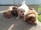 Yorkshire Terrier Puppies for sale in Hillsdale, MI, USA. price: NA