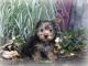 Yorkshire Terrier Puppies for sale in Millersburg, OH 44654, USA. price: $795