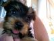 Yorkshire Terrier Puppies for sale in Ohio 43701, USA. price: NA