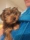 Yorkshire Terrier Puppies for sale in St. Louis, MO, USA. price: $450