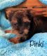 Yorkshire Terrier Puppies for sale in Twin Lakes, WI, USA. price: NA