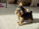 Yorkshire Terrier Puppies for sale in Anniston, AL, USA. price: NA