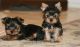 Yorkshire Terrier Puppies for sale in Columbus, OH 43215, USA. price: NA