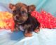 Yorkshire Terrier Puppies for sale in Coweta, OK, USA. price: $800