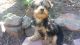 Yorkshire Terrier Puppies for sale in Slater-Marietta, SC 29661, USA. price: $700