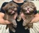 Yorkshire Terrier Puppies for sale in 700 W 5th St, San Pedro, CA 90731, USA. price: $600