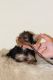 Yorkshire Terrier Puppies for sale in Ohio Dr, Plano, TX, USA. price: NA