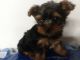 Yorkshire Terrier Puppies for sale in Waterloo, IA, USA. price: $650