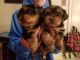 Yorkshire Terrier Puppies for sale in Ny State Forest Rd, Bombay, NY 12914, USA. price: $300