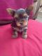 Yorkshire Terrier Puppies for sale in Lakeland, FL, USA. price: $1,100