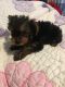 Yorkshire Terrier Puppies for sale in Paterson, NJ 07522, USA. price: $980