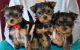 Yorkshire Terrier Puppies for sale in 31213 Southfield Rd, Beverly Hills, MI 48025, USA. price: $350