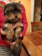 Yorkshire Terrier Puppies for sale in Sterling Heights, MI 48314, USA. price: $700