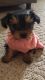 Yorkshire Terrier Puppies for sale in Zion, IL 60099, USA. price: $1,000
