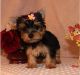 Yorkshire Terrier Puppies for sale in Luray, VA 22835, USA. price: $250
