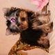 Yorkshire Terrier Puppies for sale in Glendale, CA, USA. price: NA
