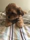 Yorkshire Terrier Puppies for sale in East Haven, CT, USA. price: $500