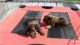 Yorkshire Terrier Puppies for sale in Watertown, NY 13601, USA. price: $1,200