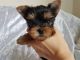 Yorkshire Terrier Puppies for sale in Luray, VA 22835, USA. price: $250