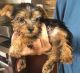 Yorkshire Terrier Puppies for sale in Lakeland, FL, USA. price: $750
