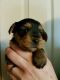Yorkshire Terrier Puppies for sale in Texas St, Fort Worth, TX 76102, USA. price: NA