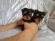 Yorkshire Terrier Puppies for sale in Luray, VA 22835, USA. price: $300