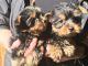 Yorkshire Terrier Puppies for sale in Massachusetts Ave, Cambridge, MA, USA. price: $300