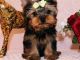 Yorkshire Terrier Puppies for sale in OH-664, Logan, OH, USA. price: NA