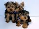 Yorkshire Terrier Puppies for sale in 10043 Museum Mile, New York, NY 10028, USA. price: NA