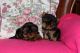 Yorkshire Terrier Puppies for sale in United Pl, Cupertino, CA 95014, USA. price: NA