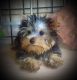 Yorkshire Terrier Puppies for sale in Memphis, TN, USA. price: $850