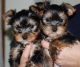 Yorkshire Terrier Puppies for sale in Atlanta, GA 30301, USA. price: NA