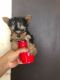 Yorkshire Terrier Puppies for sale in Merrillville, IN, USA. price: $1,500