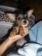 Yorkshire Terrier Puppies for sale in Gilroy, CA 95020, USA. price: $380