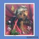 Yorkshire Terrier Puppies for sale in Bennington, IN 47043, USA. price: NA