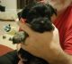Yorkshire Terrier Puppies for sale in Kaufman, TX, USA. price: $300