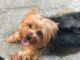 Yorkshire Terrier Puppies for sale in Gillespie, IL 62033, USA. price: $1,000