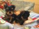 Yorkshire Terrier Puppies for sale in Polk City, FL 33868, USA. price: $550