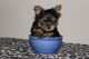 Yorkshire Terrier Puppies for sale in 911 N 7th Ave, Pocatello, ID 83201, USA. price: $300